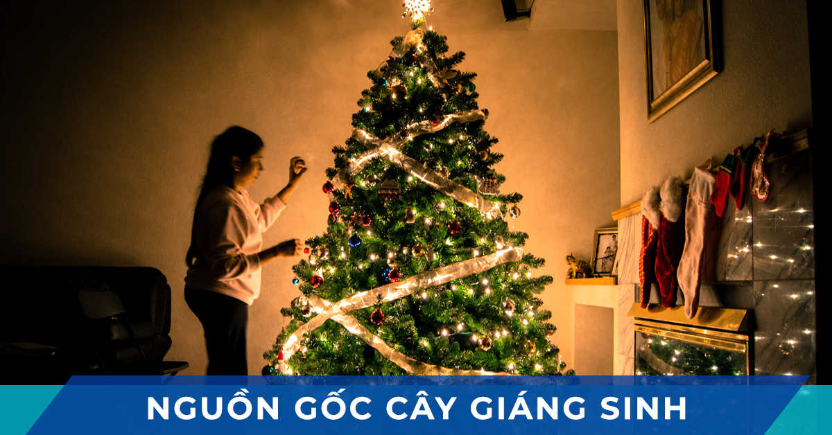cay giang sinh la gi