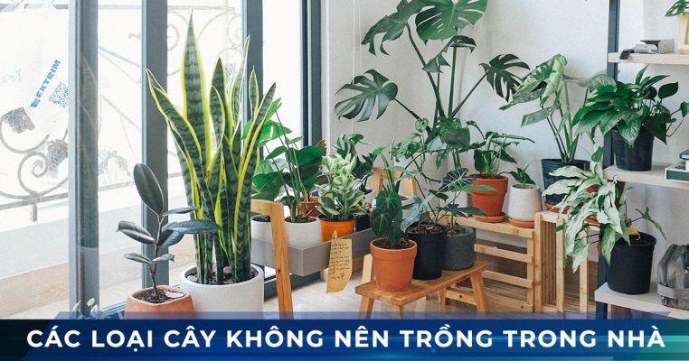nhung loai cay canh khong nen trong trong nha