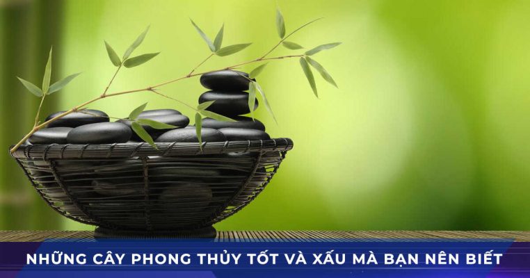 cay phong thuy tot va xau