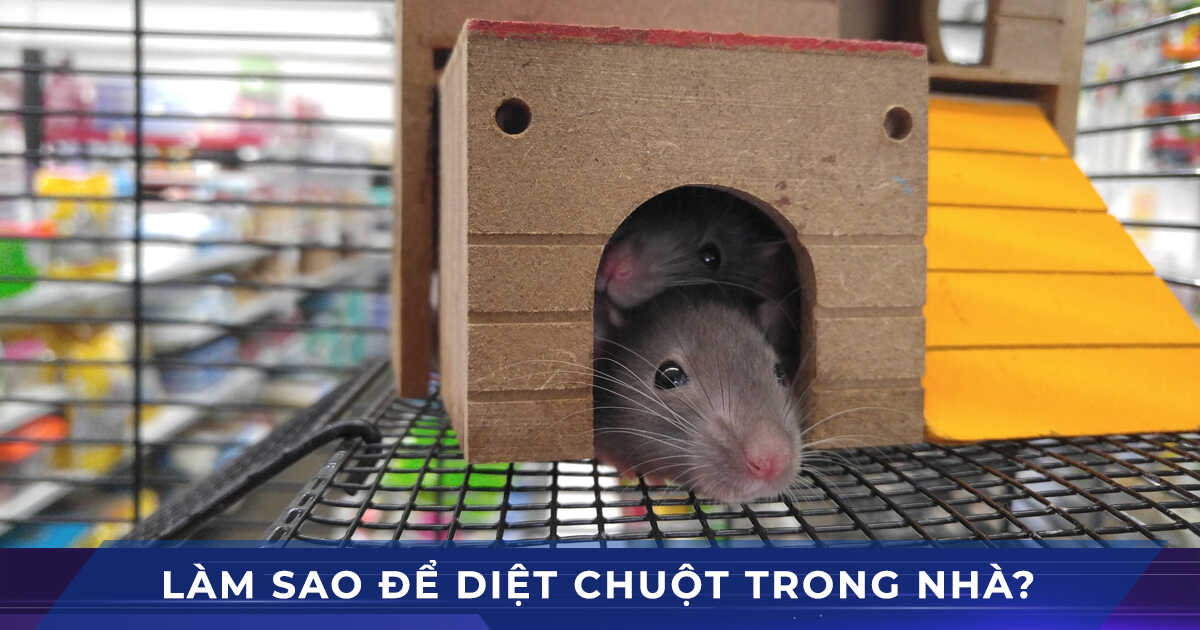 lam sao de diet chuot trong nha