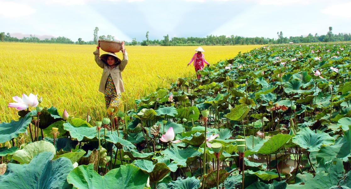 tinh dong thap