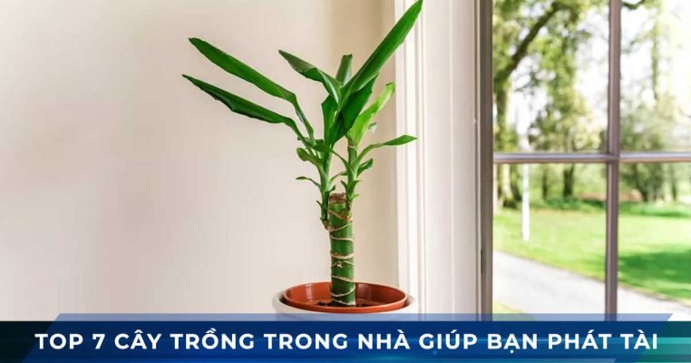top 7 cay phat tai