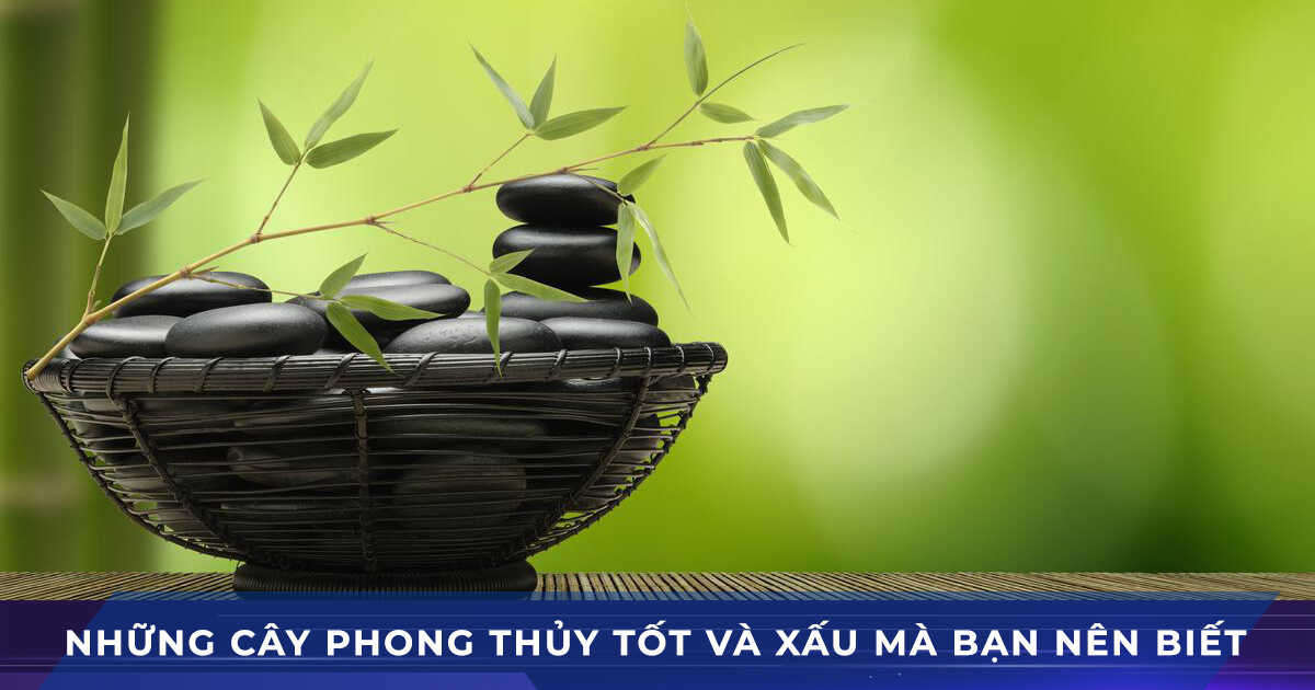cay phong thuy tot va xau